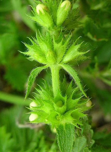 Stachys recta / Stregona gialla